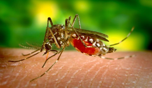 Source:&nbsp;scientistsagainstmalaria.net